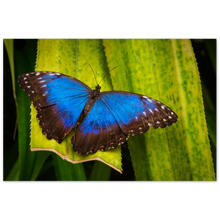 Load image into Gallery viewer, "Morforsommerfugl" - Aluminum Print