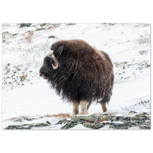 Load image into Gallery viewer, "Moskus på Dovre" - Aluminum Print