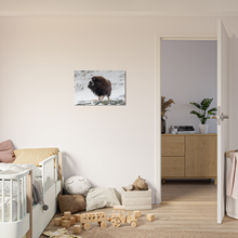 Load image into Gallery viewer, "Moskus på Dovre" - Aluminum Print