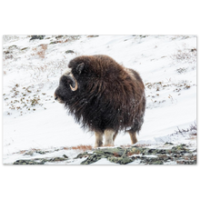 Load image into Gallery viewer, "Moskus på Dovre" - Aluminum Print
