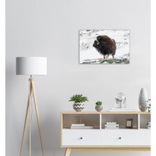 Load image into Gallery viewer, "Moskus på Dovre" - Aluminum Print
