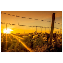 Load image into Gallery viewer, "SAUER I SOLNEDGANG" - Aluminum Print