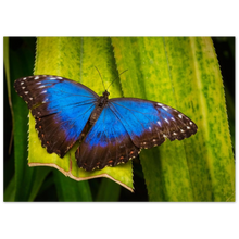 Load image into Gallery viewer, "Morforsommerfugl" - Aluminum Print