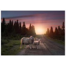 Load image into Gallery viewer, &quot;Sauer I solnedgang&quot; - Aluminum Print
