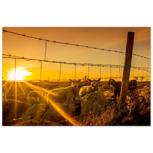 Load image into Gallery viewer, &quot;SAUER I SOLNEDGANG&quot; - Aluminum Print
