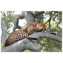 Load image into Gallery viewer, &quot;Leopard&quot; - Aluminum Print
