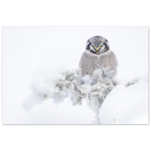 Load image into Gallery viewer, &quot;Ugle&quot; - Aluminum Print
